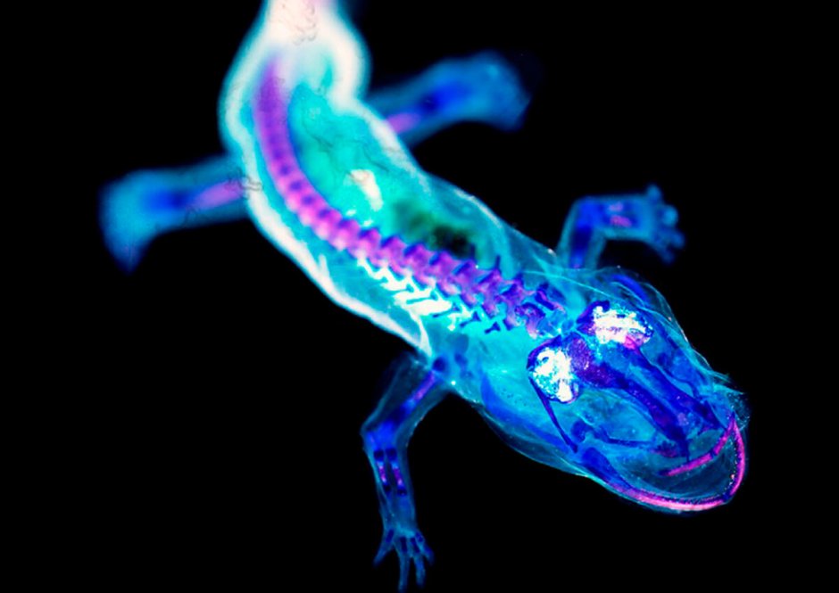 Лягушка древолаз ядовитая