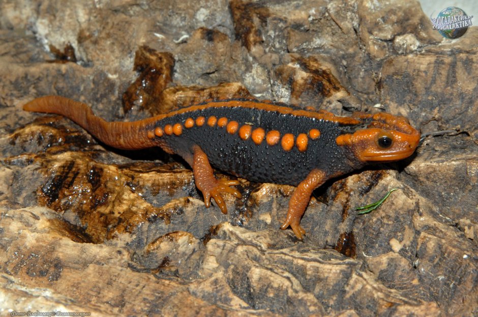 Тритон аквариумный аксолотль