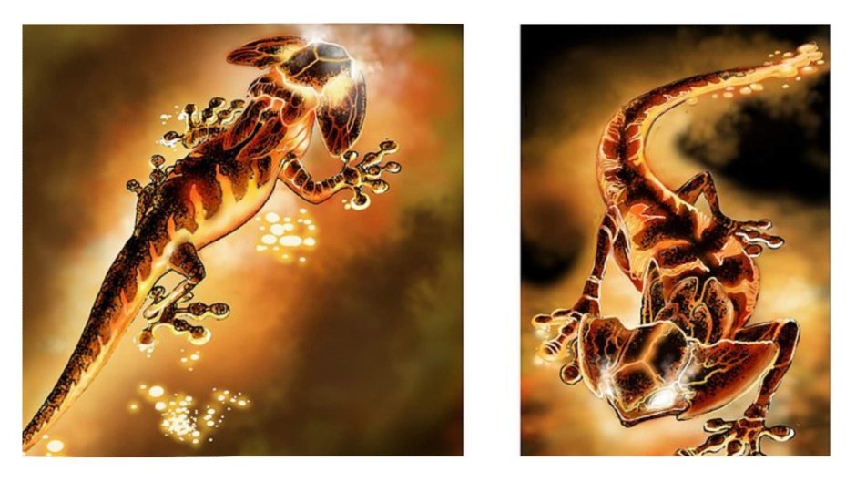 Огненная саламандра метаморфоз