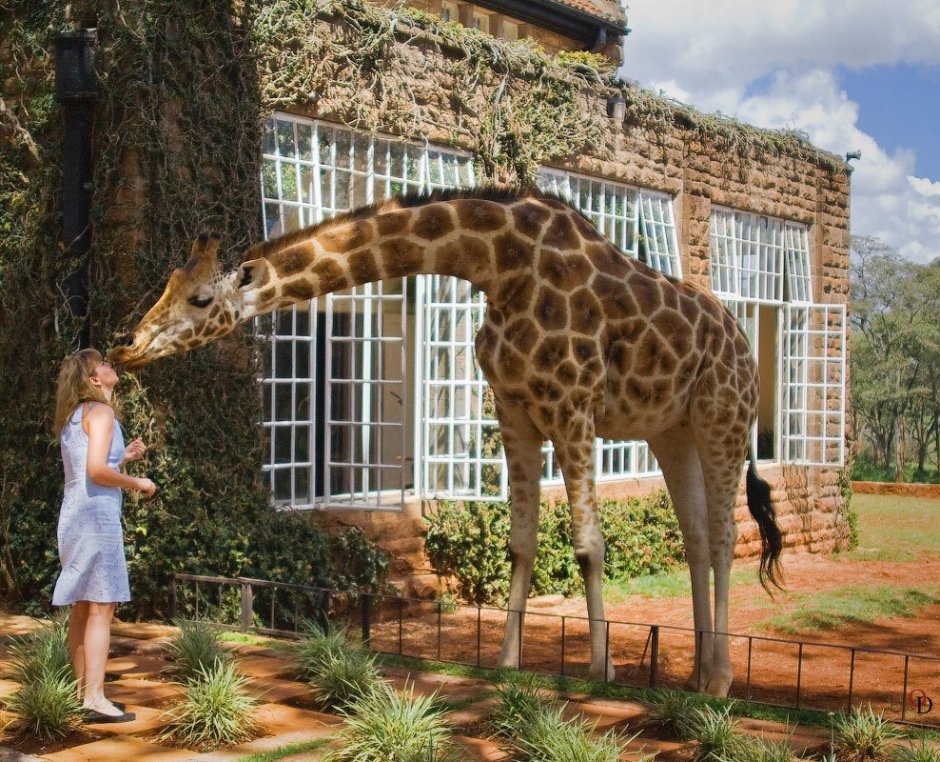 Отель в Кении Giraffe Manor 5*!