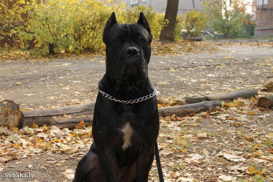 Кане Корсо щенок