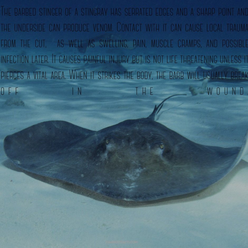 Stingray механический Скат