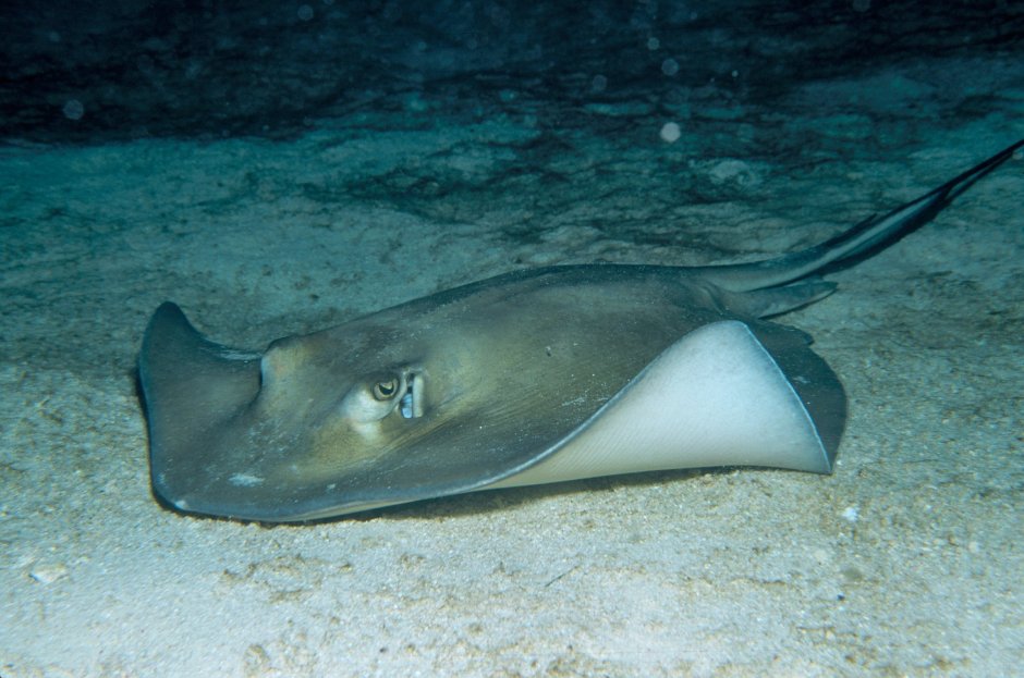 Stingray картинки логотип
