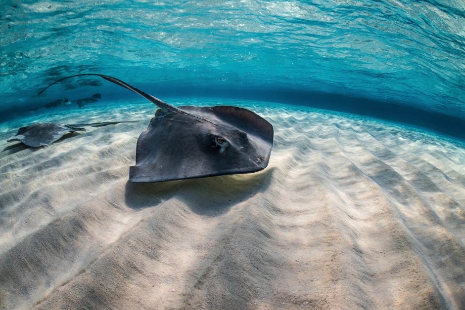 Are Stingrays Dangerous?