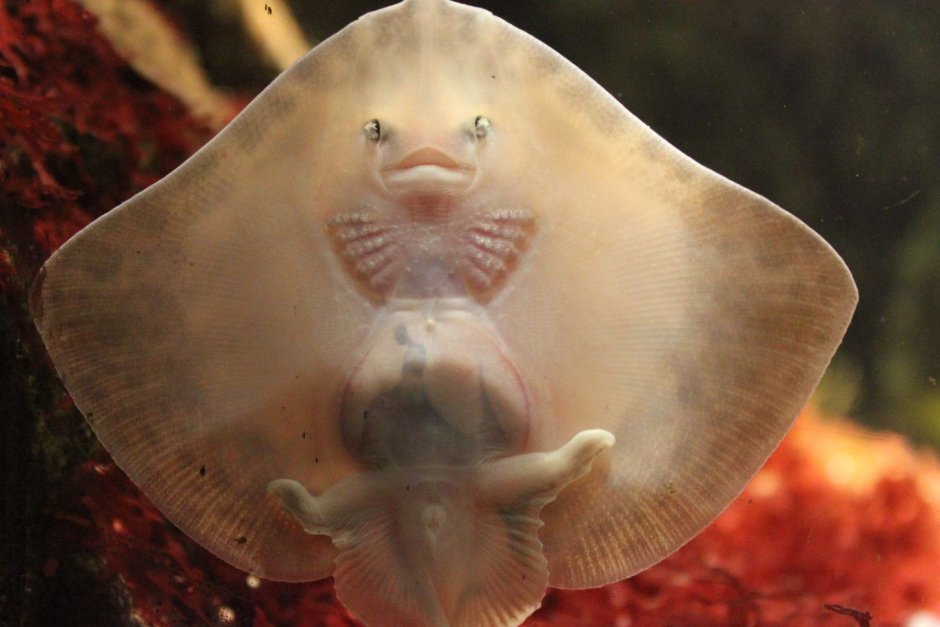 Малыш Скат морской