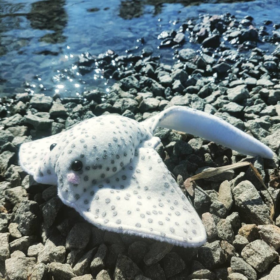 Spotted Mantaray
