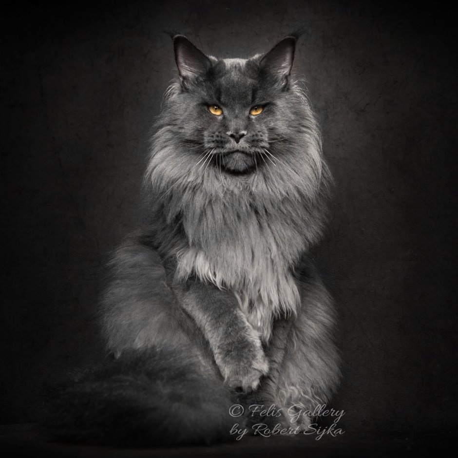 Кот кефир Мейн кун
