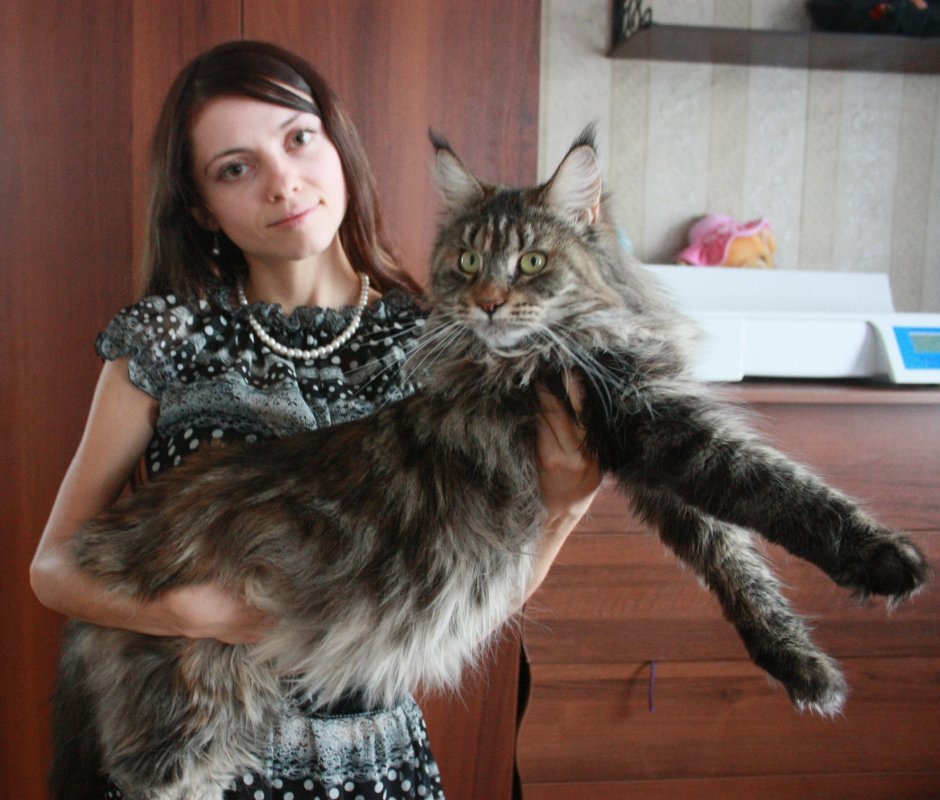 Кот Мейн кун