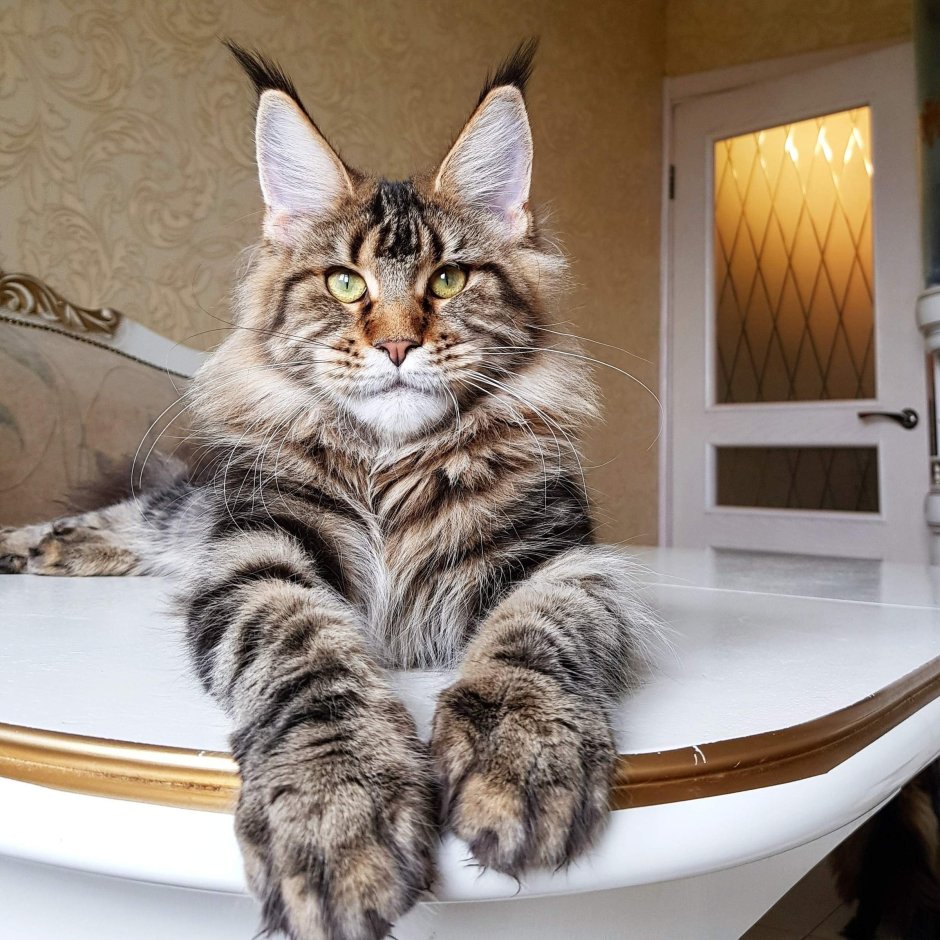 Котята Мейн кун