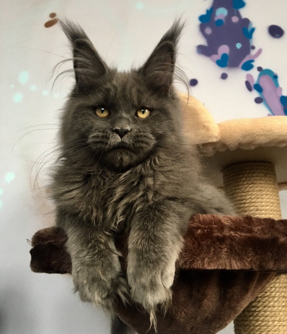 Кот Мейн кун по кличке кефир