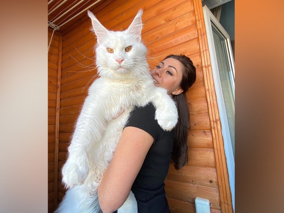 Кот Мейн кун