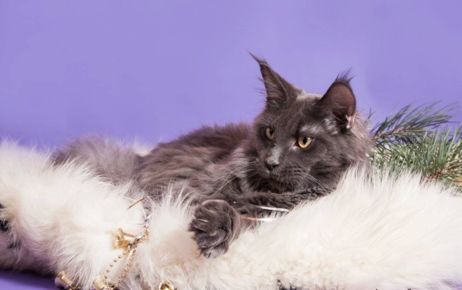 Kefir Maine Coon