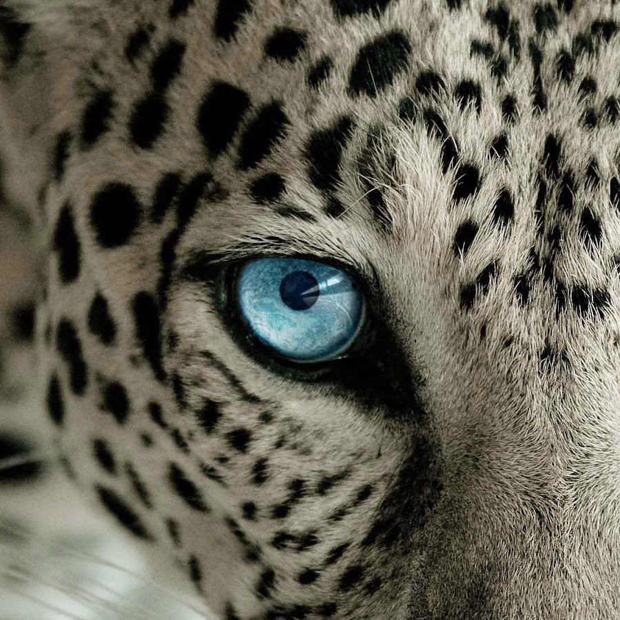 Глаза гепарда