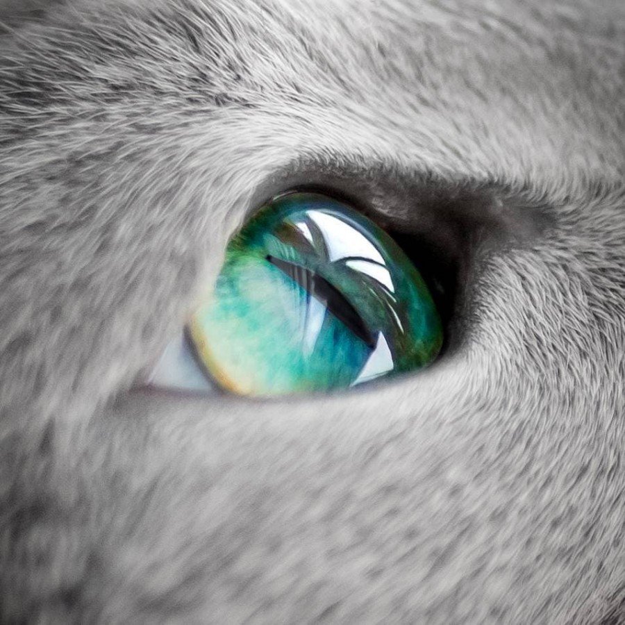 Голубоглазые животные