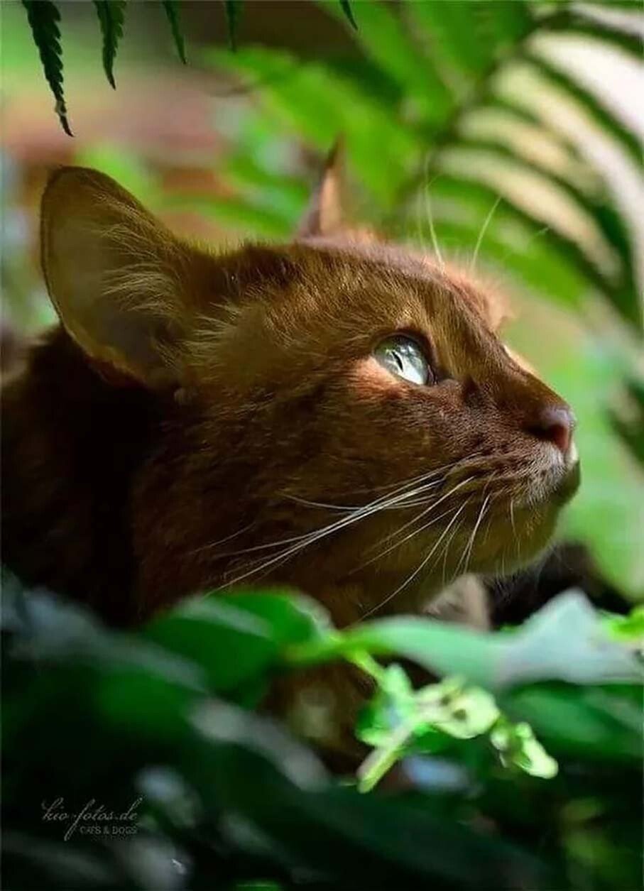 Коричневая кошка с зелеными глазами