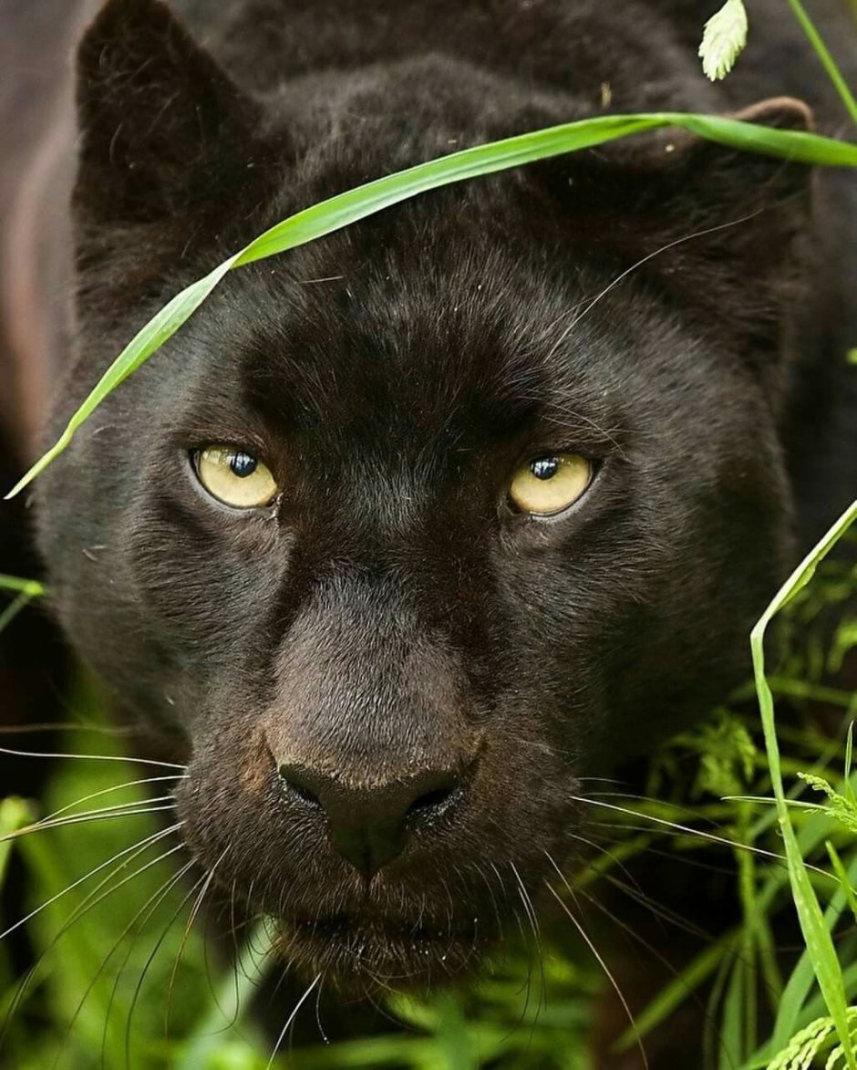 Черный Ягуар животное