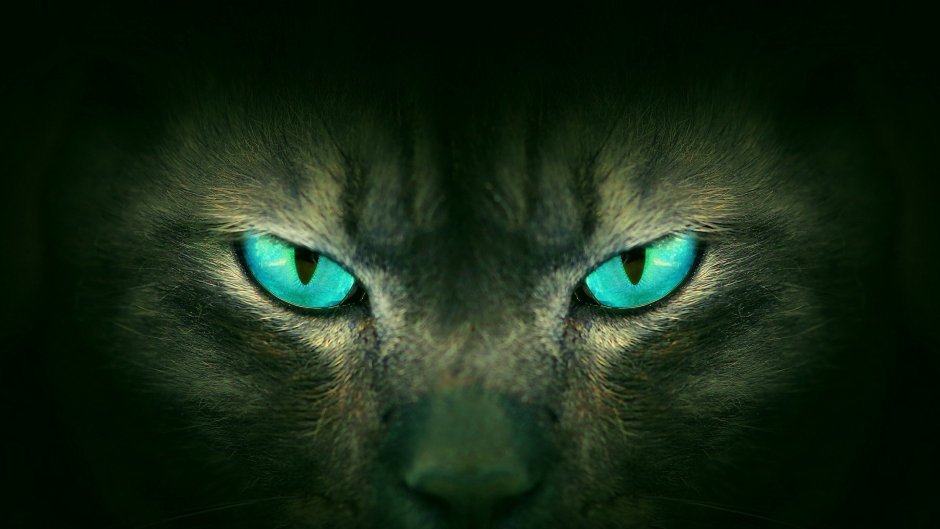 Взгляд кошки
