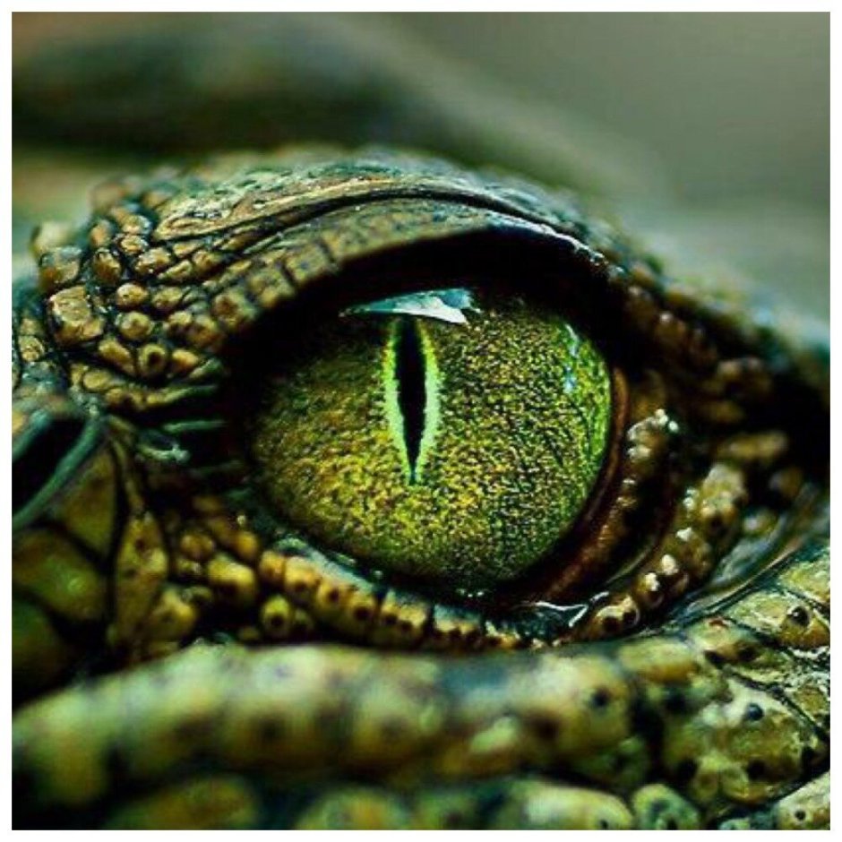 Bes da tempo пропорция уязвимости