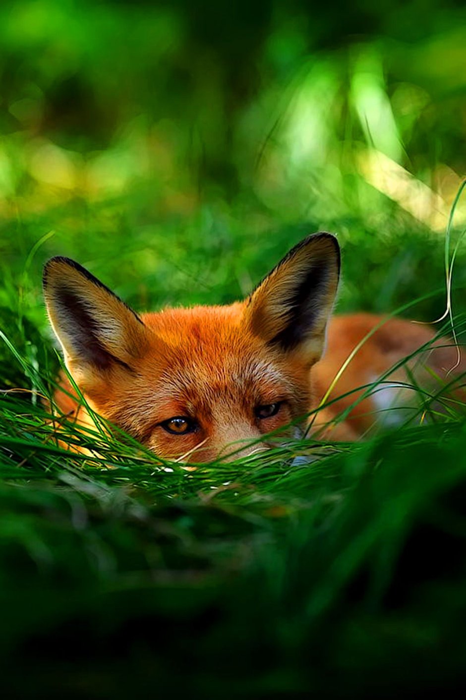 Елена Джинджер