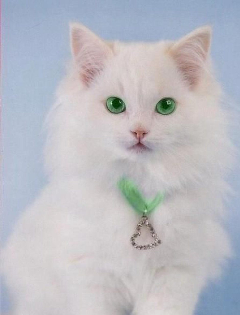Белый котик с зелеными глазами