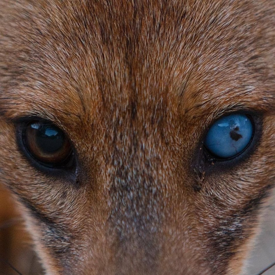 Гетерохромия у Лис