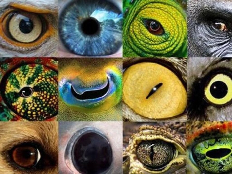 How animals see the World