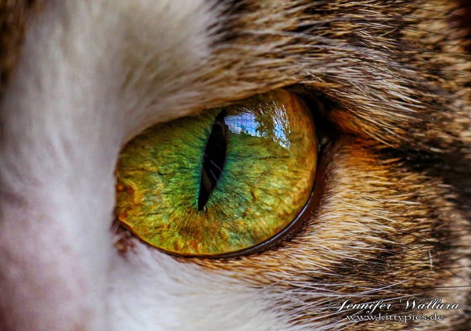 Янтарные глаза у кошки