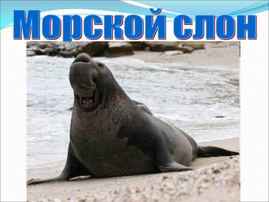 Морж против морского слона