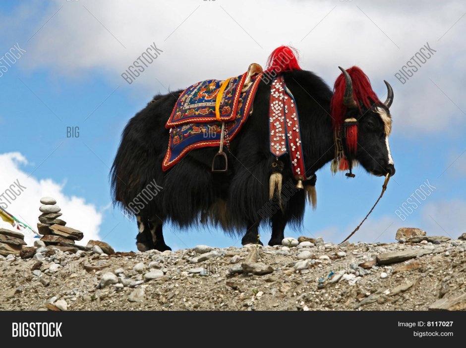 Ослик бежит