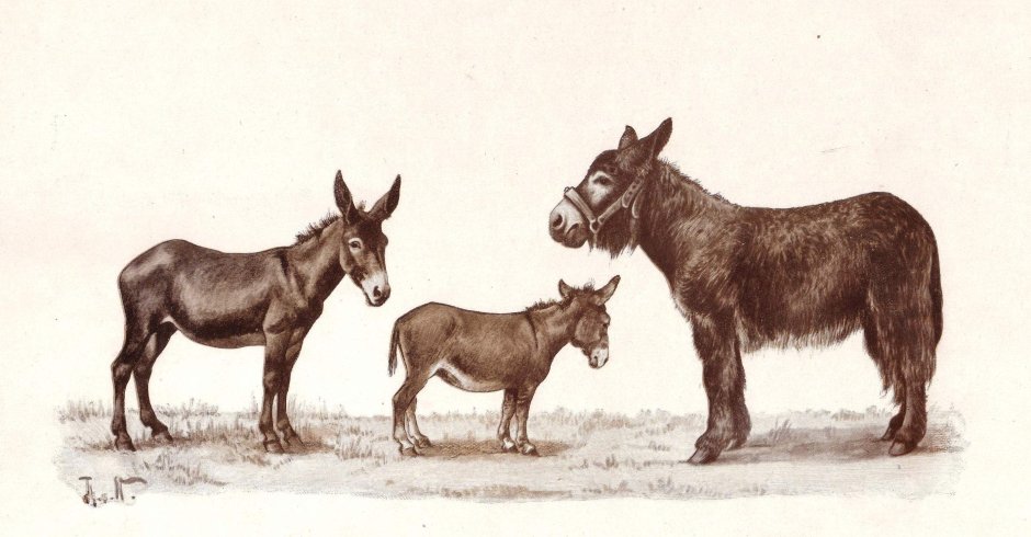 Animals at work