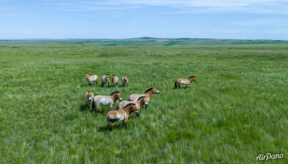 Кот Манул Забайкальского края