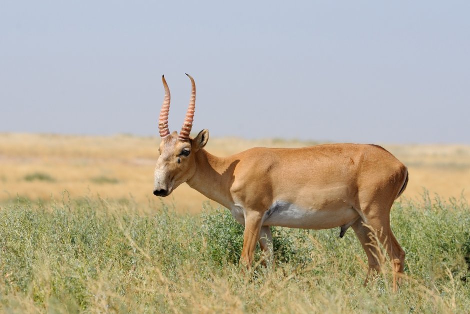 Амурский длиннохвостый суслик