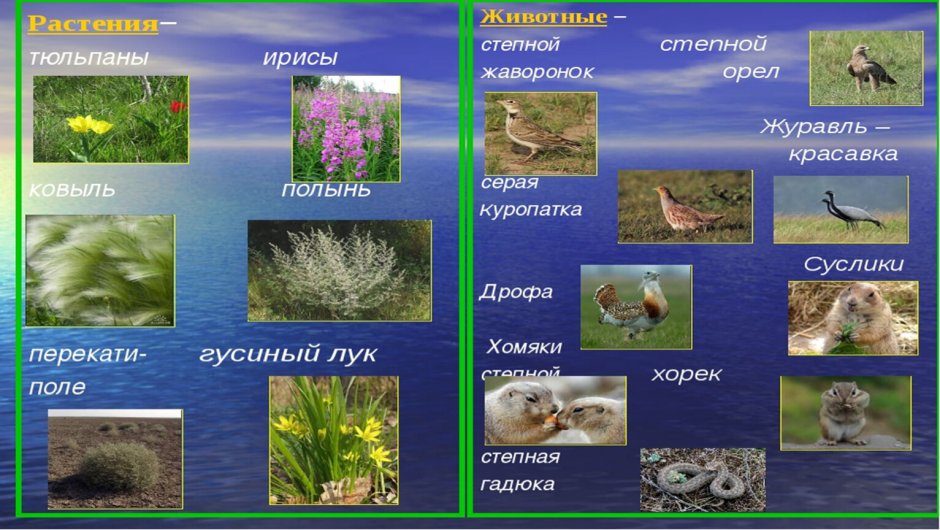 Климатические зоны России для дошкольников