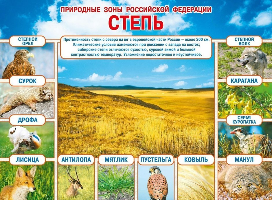 Природные зоны России зона степей