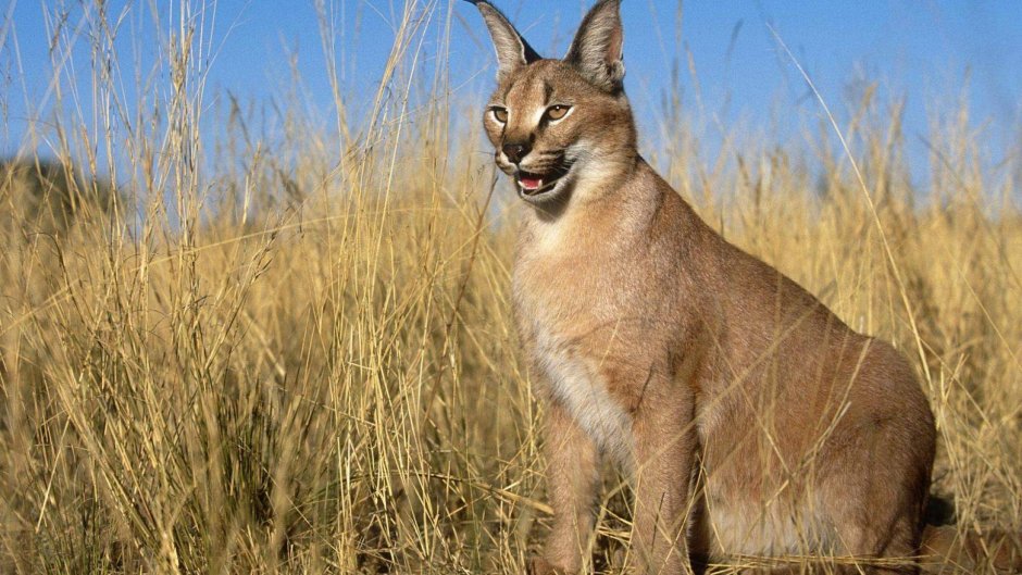 Луговые собачки Северной Америки