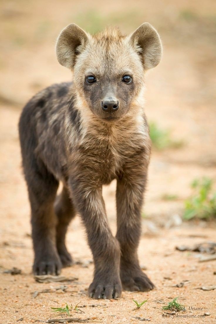 Пятнистая гиена