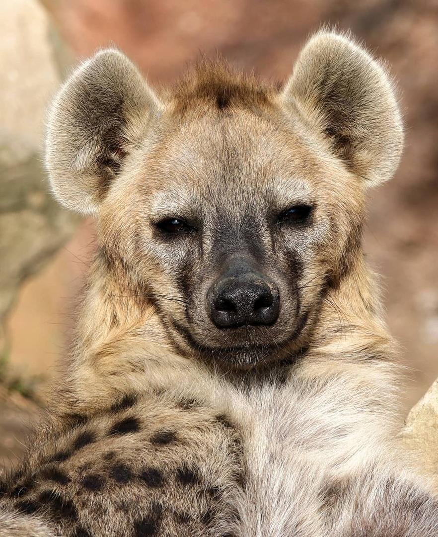 Гиена таксономия