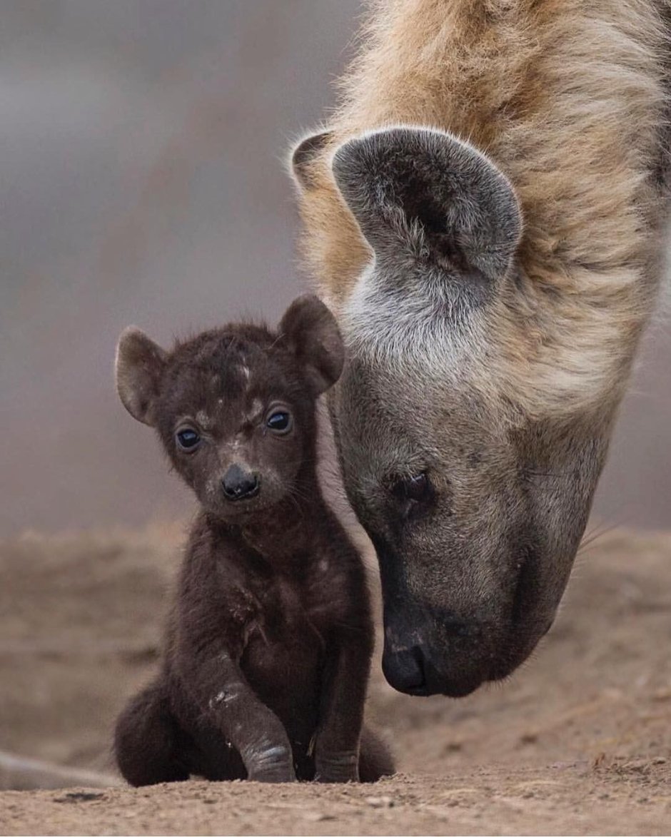 Пятнистая гиена