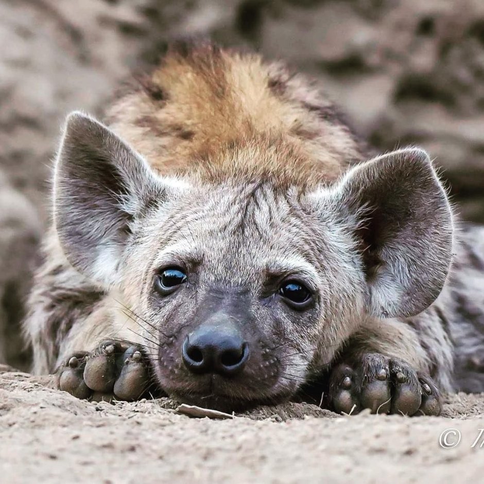 Щенок гиены