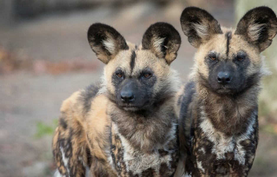 Щенок гиены