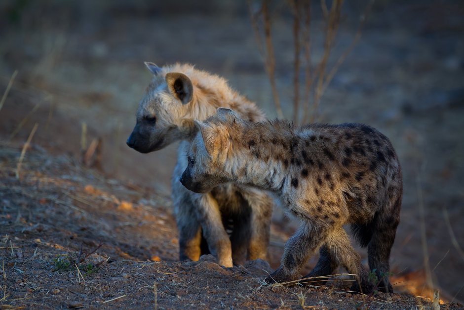 Саванна обитатели гиена