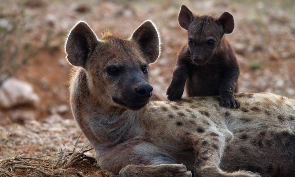 Животные Африки гиена