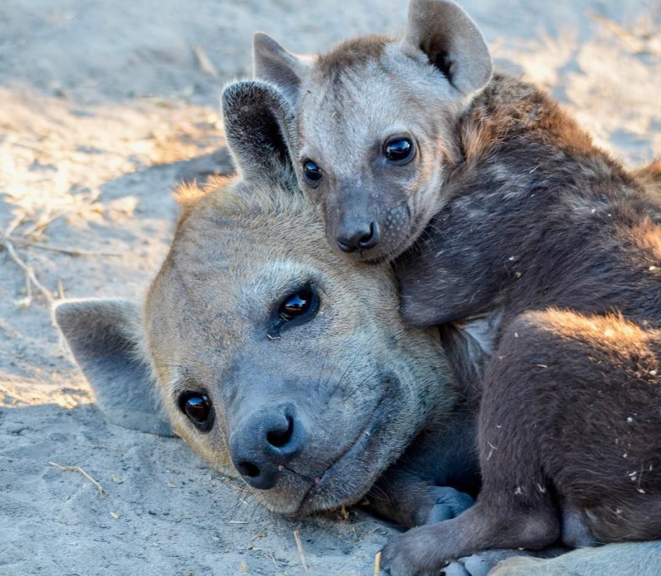 Детеныш пятнистой гиены
