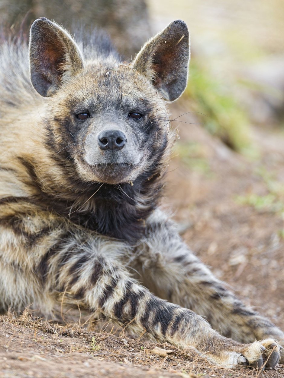 Гиены пятнистая гиена