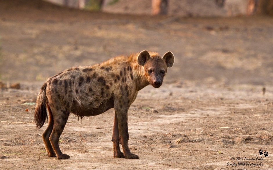 Алжир гиены