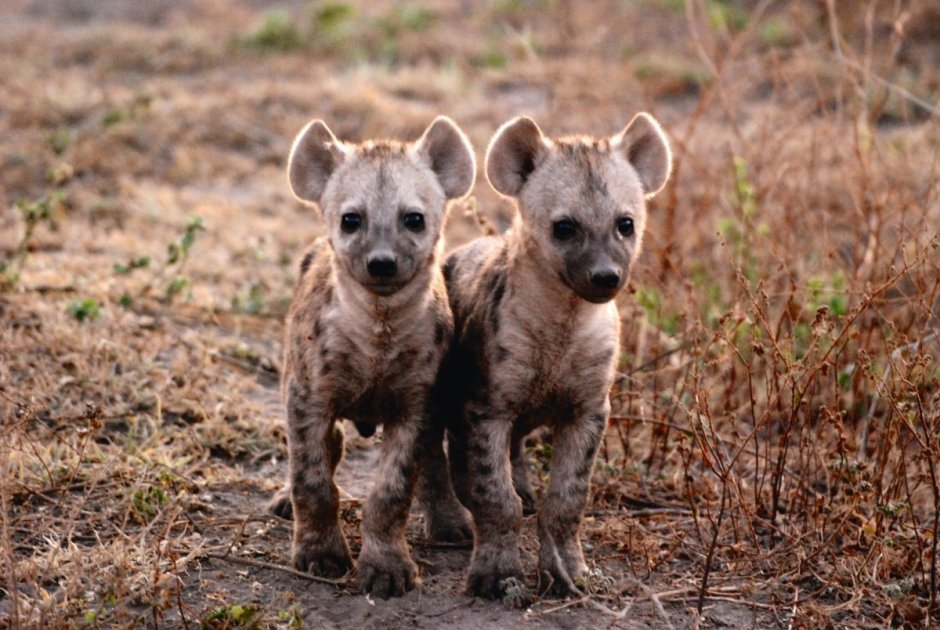 Пятнистая гиена Танзания