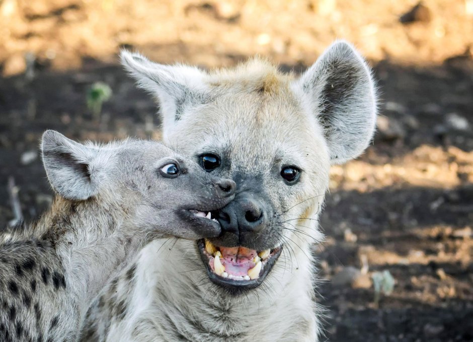Гиена альбинос