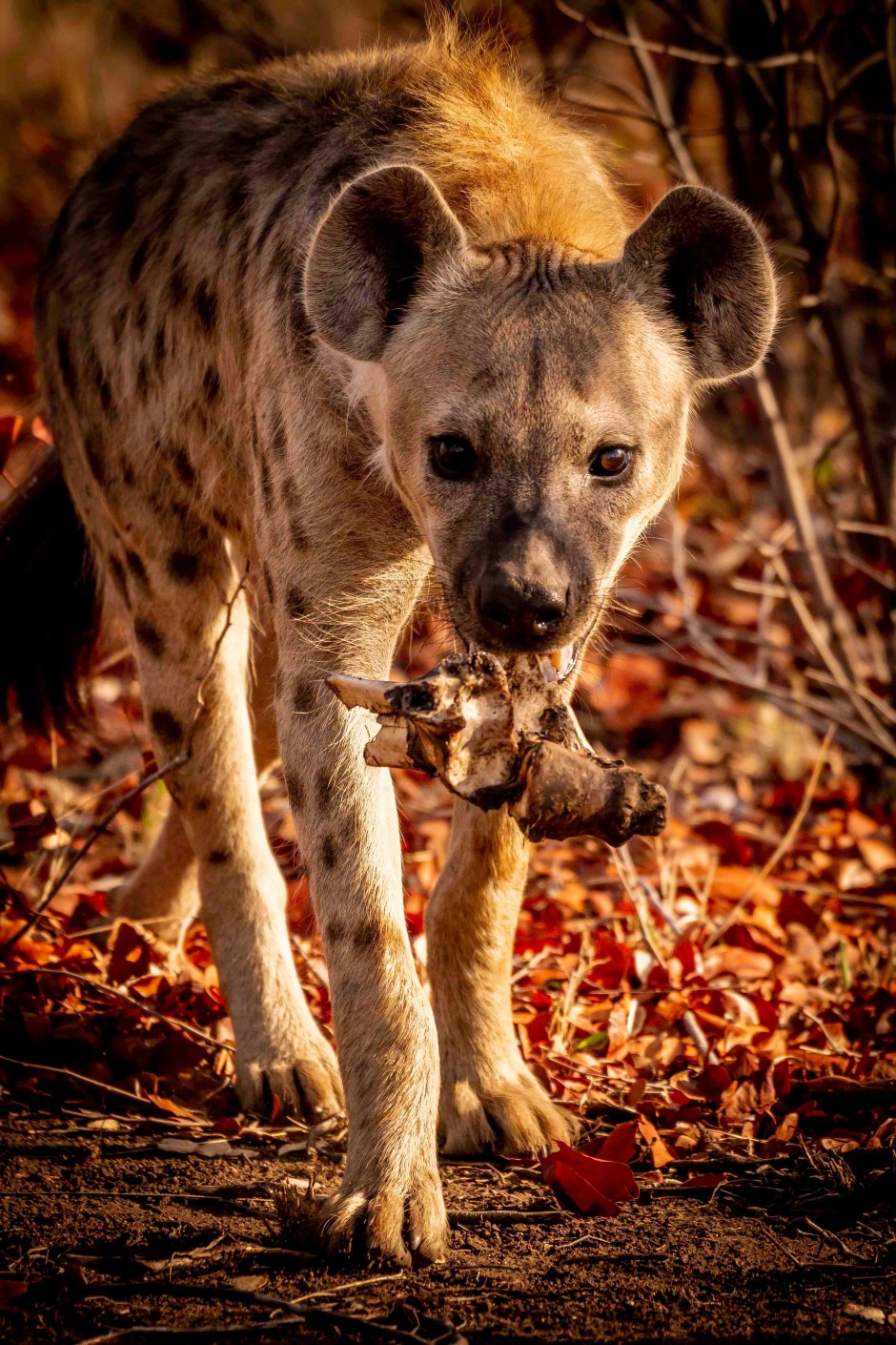 Сумчатая гиена
