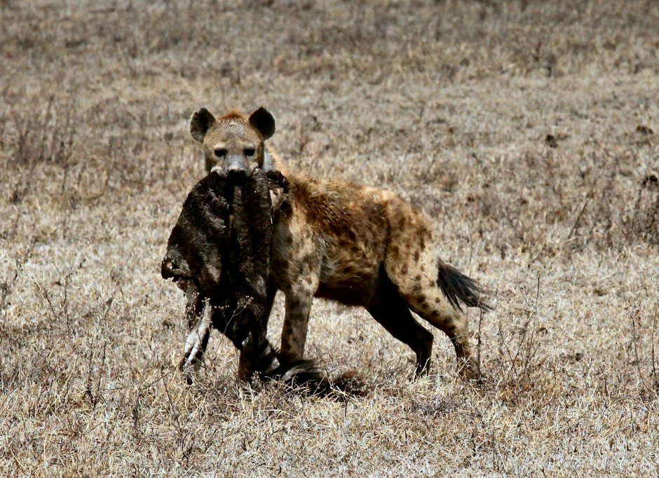 Гиены Нгоронгоро