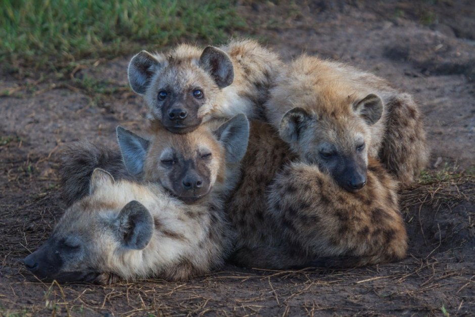 Детеныш гиены
